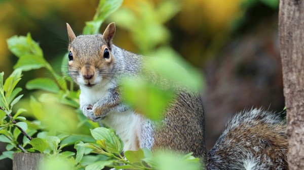Squirrel Animal Foliage Wallpaper wallpaper
