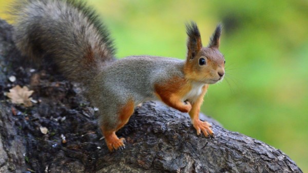Squirrel Animal Funny wallpaper