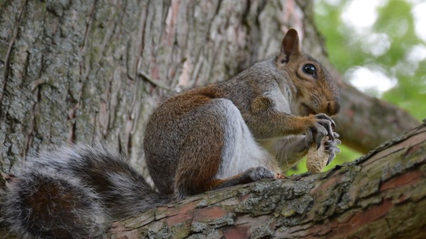 Squirrel Bark Nuts Animal wallpaper