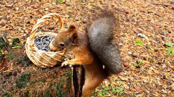 Squirrel Basket Seeds Stump Food Wallpaper