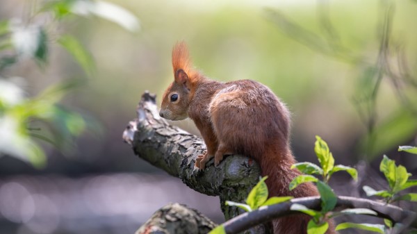 Squirrel Beast Animal Wallpaper