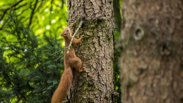 Squirrel Beast Tree wallpaper