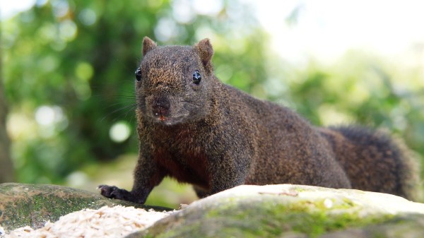 Squirrel Crawl Eyes wallpaper
