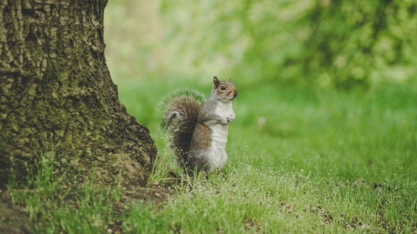 Squirrel Curious Stand wallpaper