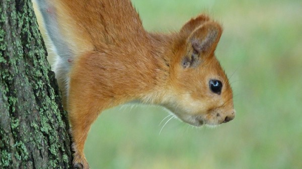 Squirrel Eyes Hair Face Climb wallpaper