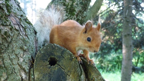 Squirrel Face Peep Tree wallpaper