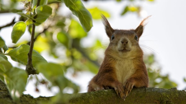 Squirrel Face Sit Funny wallpaper