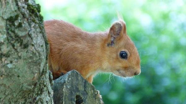 Squirrel Face Tree Peep Wallpaper