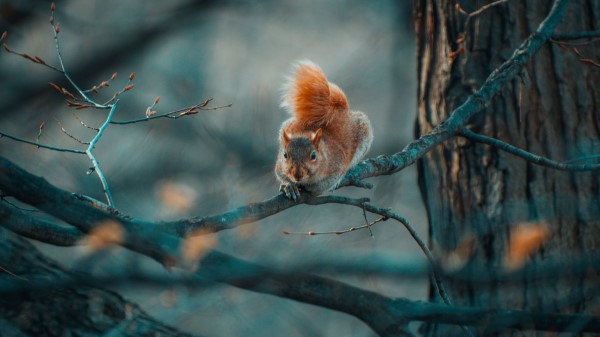 Squirrel Funny Branches wallpaper