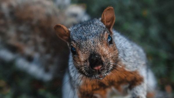 Squirrel Funny Brown wallpaper