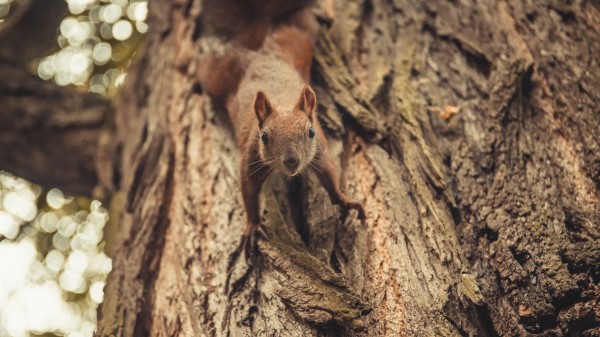 Squirrel Glance Cute wallpaper