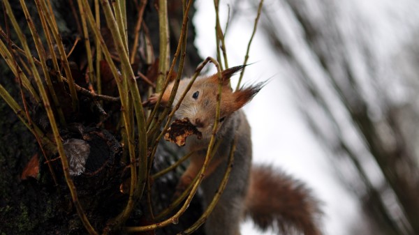 Squirrel Grass Climb wallpaper