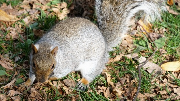 Squirrel Grass Park Foliage wallpaper