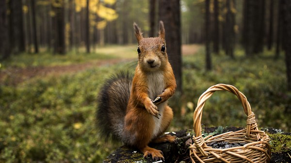 Squirrel Grass Shopping Summer Greens wallpaper