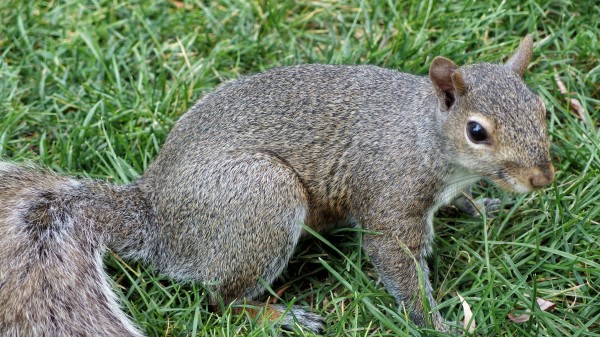 Squirrel Grass Tail wallpaper