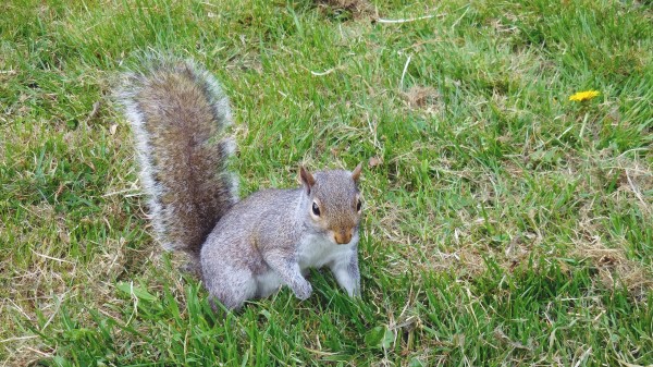 Squirrel Grass Walking Playful wallpaper