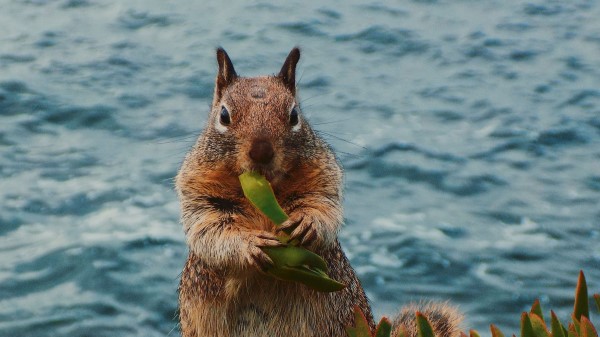 Squirrel Leaves Food wallpaper