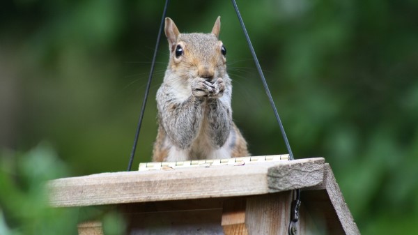 Squirrel Legs Sitting Hunting Small wallpaper