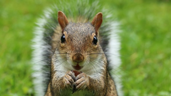 Squirrel Muzzle Fluffy Look wallpaper