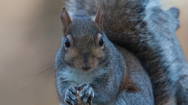 Squirrel Nuts Food wallpaper