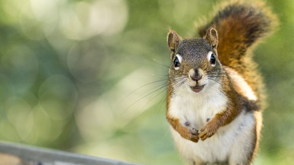 Squirrel Rodent Animal Wallpaper