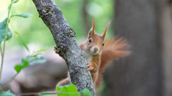 Squirrel Rodent Beast wallpaper