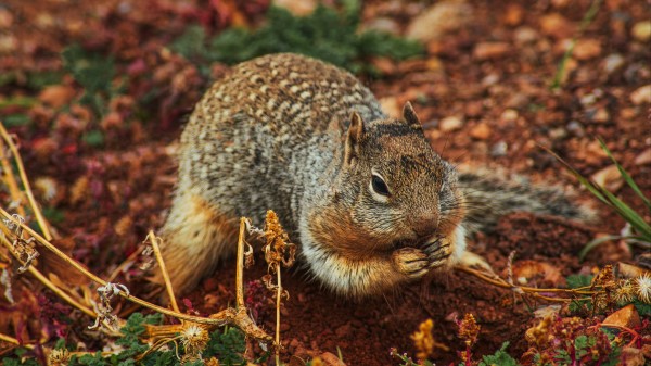 Squirrel Rodent Earth Dig wallpaper