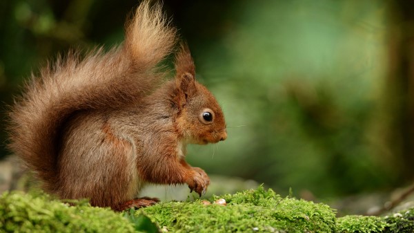 Squirrel Rodent Profile wallpaper