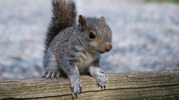 Squirrel Rodent Timber wallpaper