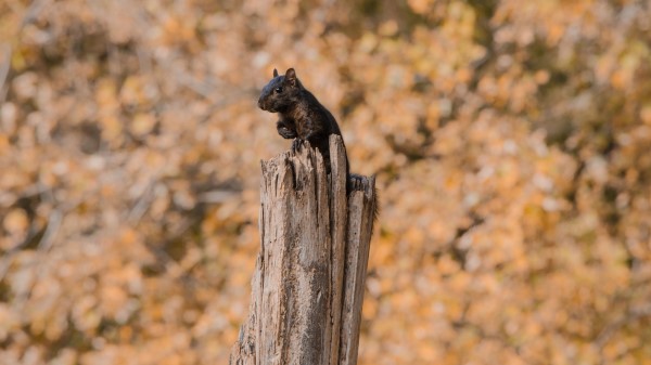 Squirrel Sit Fright Wallpaper