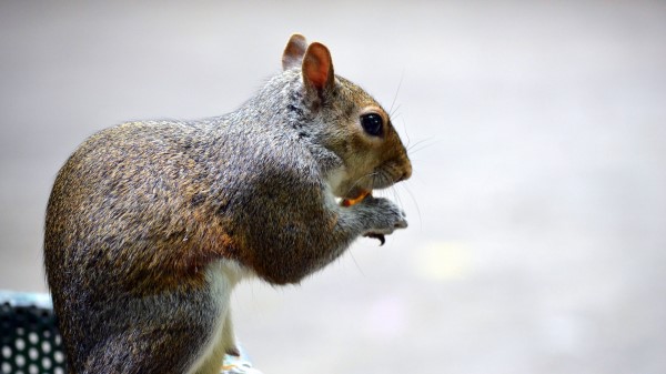 Squirrel Sitting Eating wallpaper
