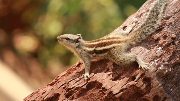 Squirrel Small Tree Climbing wallpaper