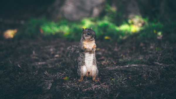 Squirrel Stands Grass Animal Blur wallpaper