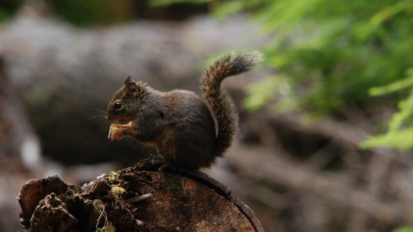 Squirrel Tail Eating Fluffy Wallpaper