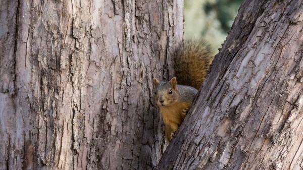 Squirrel Tree Animal wallpaper