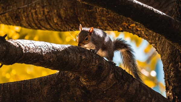 Squirrel Tree Branch wallpaper