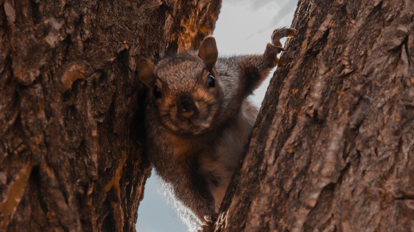Squirrel Tree Brown wallpaper