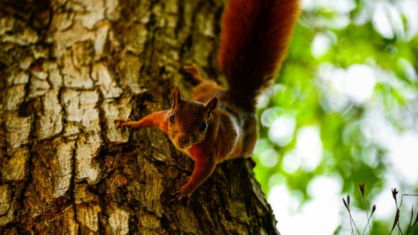 Squirrel Tree Climb wallpaper