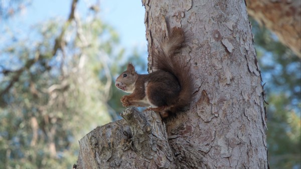 Squirrel Tree Rodent wallpaper