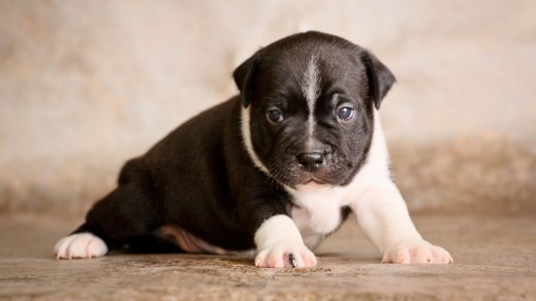 Staffordshire Bull Terrier Puppy Dog Cute Baby wallpaper