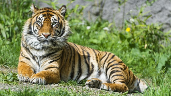 Sumatran Tiger Beautiful Tigress Female wallpaper