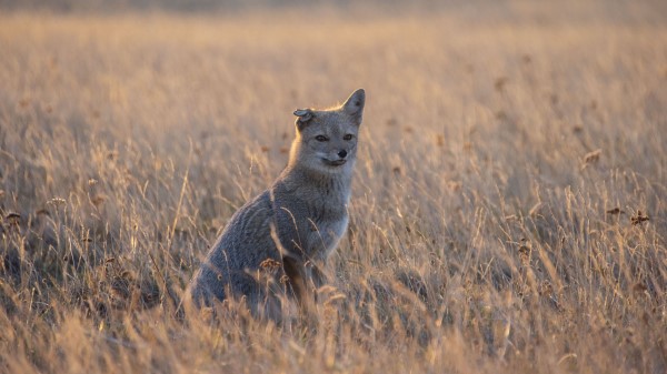 Swift Fox Fox Gray wallpaper