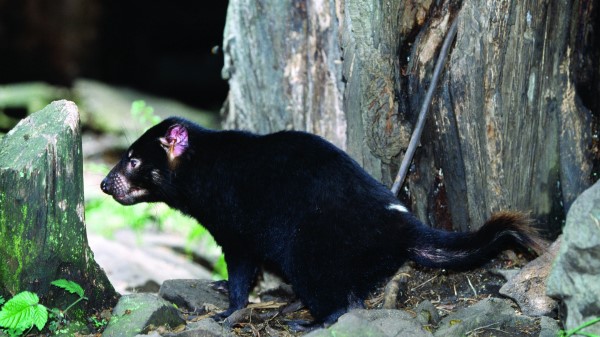 Tasmanian Devil Grass Food Wal wallpaper