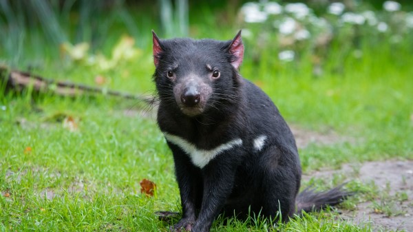 Tasmanian Devil Predator Grass wallpaper