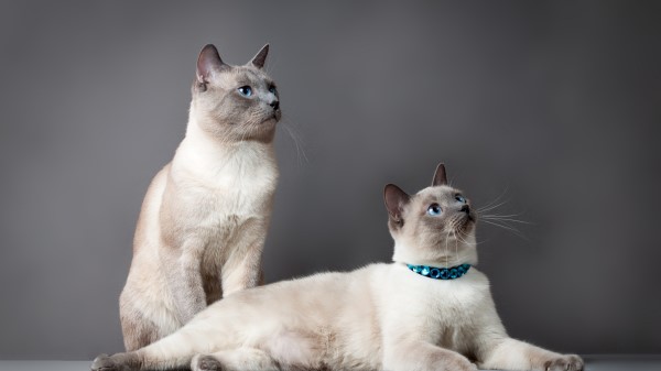 Thai Cat Cats Couple Beautiful Thoroughbred Wallpaper