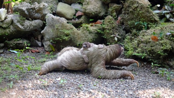 Three Toed Sloth Baby Walk wallpaper