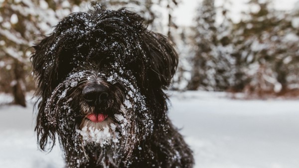Tibetan Terrier Dog Black wallpaper