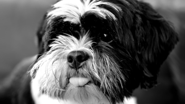 Tibetan Terrier Dog Protruding Tongue wallpaper