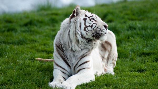 Tiger Albino Grass Lie Predator Big Cat wallpaper