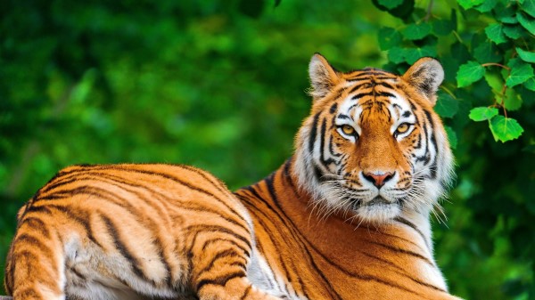 Tiger Big Cat Carnivore Lie Stone wallpaper